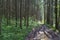 Empty rugged dirt road with puddles in green pine and spruce forests in summer.Light and shadows in sunny day. Off