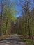 Empty rural road with diminishing perspective leading through forest of deciduous trees in spring near Annweiler am Trifels.