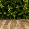 Empty rustic wood table top on blurred basil background in the g