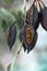 Empty Seed pods hanging on the branches of Kurrajong or Bottle tree. Brachychiton populneus