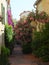 Empty shaded street in Antibes. Walls of the houses covered in green creepers and gorgeous blooming oleanders with pink flowers