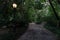 Empty Shaded Trail with Glowing Lights and Green Trees at Central Park in New York City during the Summer