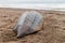 Empty shell of a dead Leatherback sea turtle Dermochelys coriacea at a beach in Tortuguero National Park, Costa Ri
