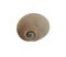 Empty shell snail