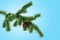 Empty single spruce branch 3d render on blue gradient