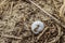 Empty snail shell lying in dry forest plant litter