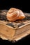 Empty snail shells on an old book. Mollusk shell on the cover of the book