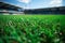 An empty soccer stadium with fresh green grass and blue sky. Football terrain