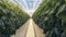 Empty space between two rows of cucumber bushes in a greenhouse