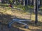 Empty Steel Supermarket Shopping Cart With Red Handles At The Forest Clearing, Deep In A Wood. Minimalist Living. Protect Earth