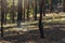 Empty Steel Supermarket Shopping Cart With Red Handles At The Forest Clearing, Deep In A Wood. Minimalist Living. Protect Global.