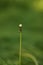 Empty stem of an round fluffy dandelion flower in spring garden, side view