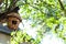 Empty straw bird nest, green blurry background