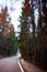 Empty street in the woods with motion blur during autumn season