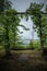 The empty swing in the forest with foggy mountain behind