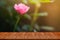 Empty tab Wood table top on blurred rose flower background