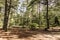 Empty tent camper Campground Lake of two rivers Algonquin National Park Beautiful natural forest landscape Canada