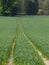 Empty tracks through a field