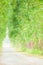 Empty and tranquil dirt road, beautiful shape of eucalyptus tree line, soft sunlight shines on a long straight dirt road