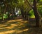 Empty Tree Avenue in the town of Zichron Yaacov