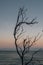 Empty tree branches against the background with a clear evening sky and ocean