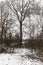 Empty Tree With Snow And Wooden Ladder Nailed To The Trunk