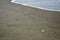 Empty turtle eggs on the most popular beaches of Mar del Plata City. Argentina