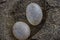 Empty turtle eggs on the most popular beaches of Mar del Plata City. Argentina