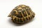 Empty turtle shell