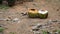 Empty two coconuts on the sand floor