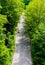 Empty unmarked asphalt path in dense foliage.