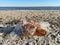 Empty used dirty plastic bottles, bags, fishing net,garbage dumped on the sea beach sand.Environmental pollution problem