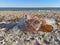 Empty used dirty plastic bottles, bags, fishing net,garbage dumped on the sea beach sand.Environmental pollution problem