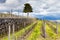 Empty vineyard in Etna agrarianl region in spring