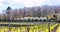 Empty vineyard in Etna winemaking area in spring
