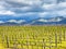 Empty vineyard in Etna winemaking region in spring