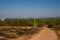 Empty walking road with red sand, to Gokarna, India