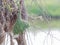 Empty weaver bird nest made by dry grass or straw on tree in outdoor farm