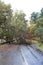 Empty wet road with a falled tree