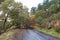 Empty wet road with a falled tree