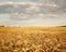 Empty wheat field