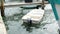 Empty white fiberglass motor boat, moored by rope to a wooden dock, floats peacefully on the water in a marina