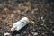 Empty white glass bottle lying on grass in early spring, polluted, conservancy. rubbish after last snows of winter