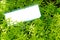 Empty white placard on small green plant. Crassulaceae succulent, angelina sedum.