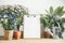 Empty white writing board with copy space with blooming potted flowers and house plants, plant pots, watering can . Gardening