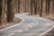 Empty Winding Road in the forest at spring time