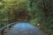 Empty winding road in Julian Alps forest