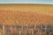 Empty winter or autumn vineyard with birds sitting on vines