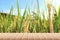 Empty wood plank table top with yellow Rice husk or grains with blur background.