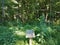 Empty wood plaque and green grasses and plants